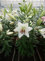 [4288 Sisto VWS No01.JPG]